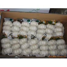 Nueva cosecha Fresh Good Quality Normal White Garlic